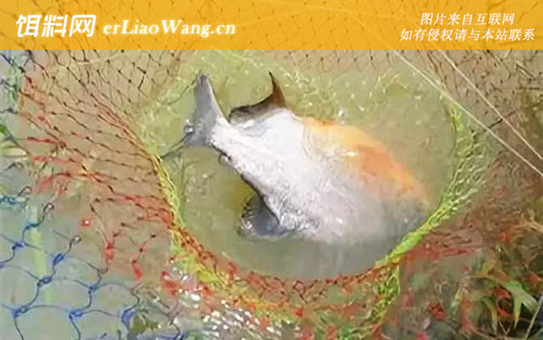 淡水白鲳:钓具搭配