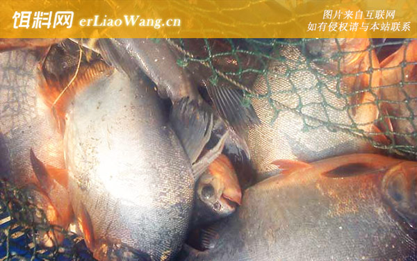 淡水白鲳:钓具搭配