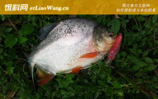 淡水白鲳:饵料选用