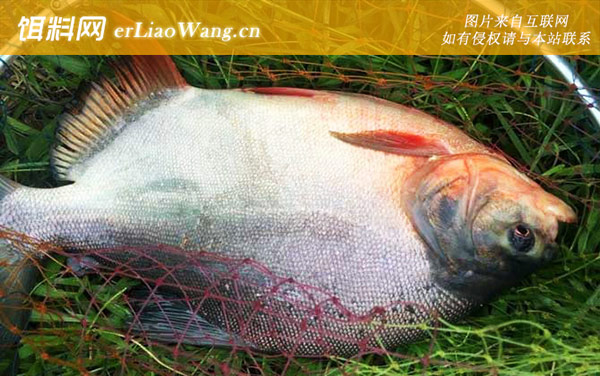 淡水白鲳:钓具搭配