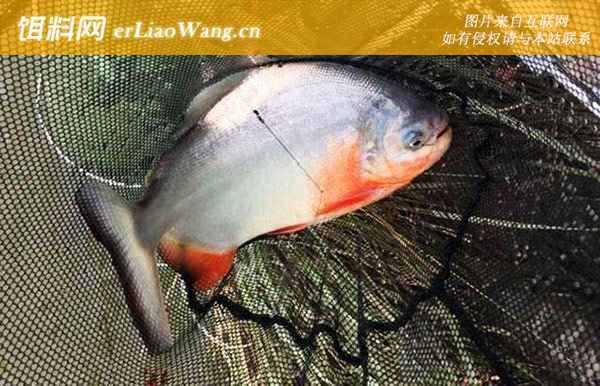 淡水白鲳:饵料选用