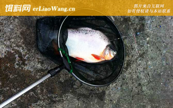 淡水白鲳:钓具搭配