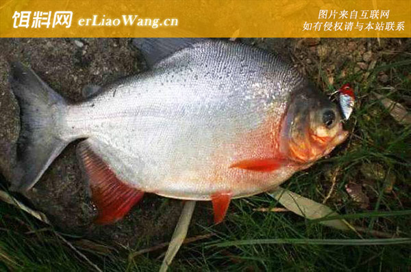 淡水白鲳:假饵选用