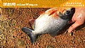 《淡水白鲳是钓底还是钓浮?》封面图