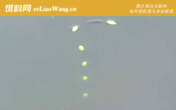 七星漂:适钓鱼种