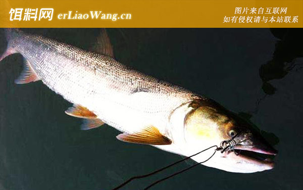 鳡鱼用什么饵料钓最好-路亚拟饵