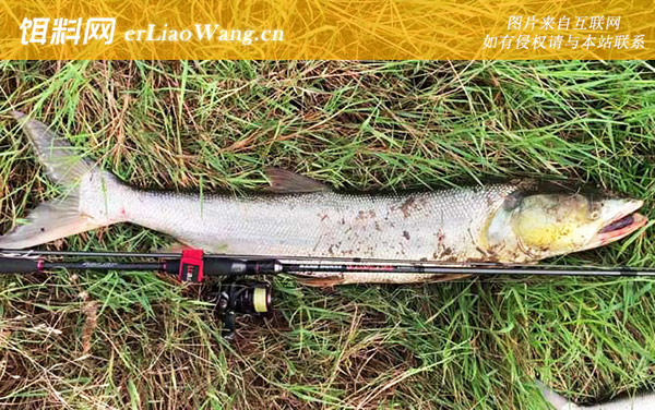 鳡鱼用什么饵料钓最好-钓法技巧