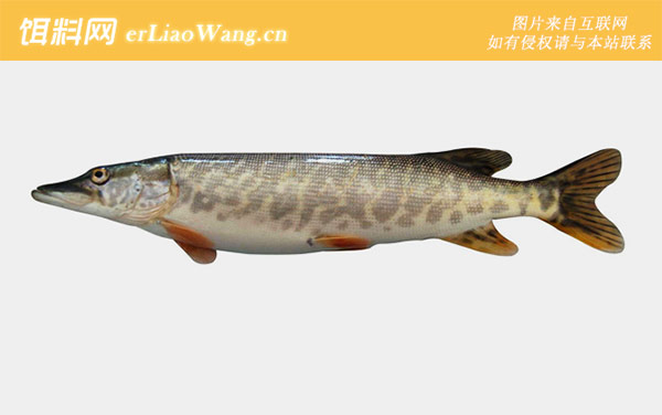 白斑狗鱼:分布范围