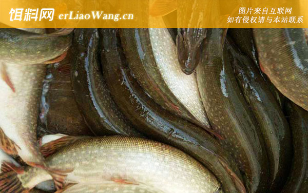 白斑狗鱼:生活习性