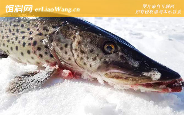 黑斑狗鱼:分布范围