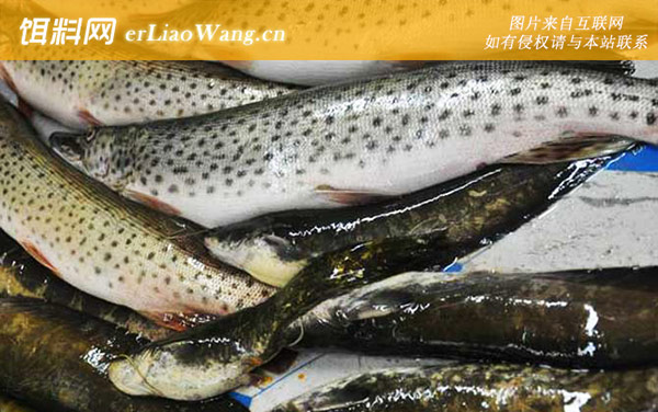 黑斑狗鱼:生活习性