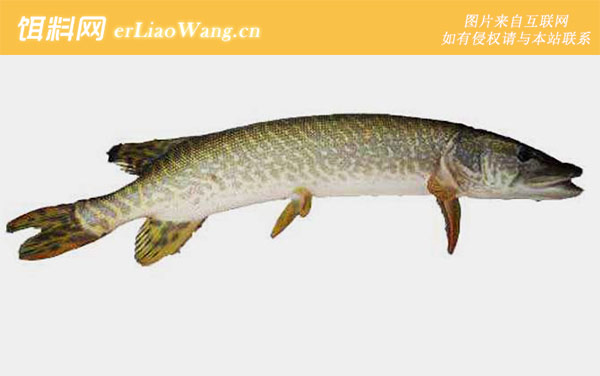 北美狗鱼:带纹狗鱼