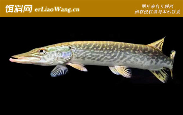 暗色狗鱼:北美狗鱼