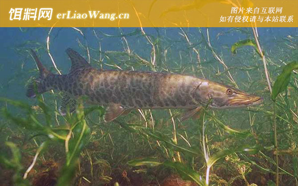 暗色狗鱼:暗色狗鱼