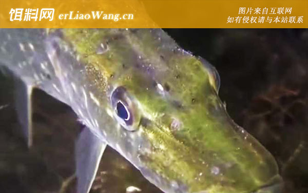 钓狗鱼用什么饵料最好-路亚拟饵