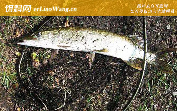 路亚狗鱼:作钓技巧