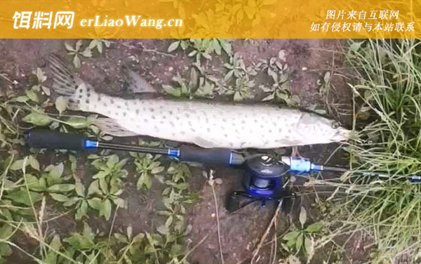 钓狗鱼:饵料选用