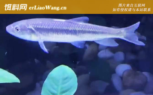 马口鱼是什么鱼-形态特征