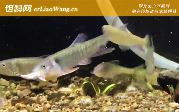 马口鱼:分布范围