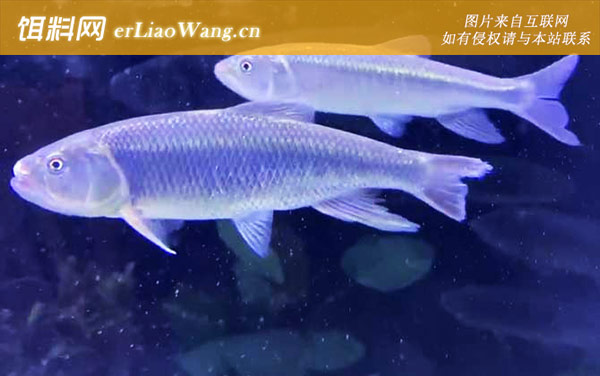 马口鱼:生活习性