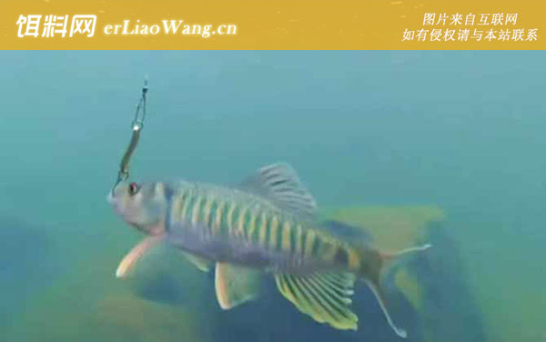 马口鱼:生活习性