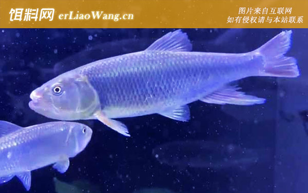 马口鱼:分布范围