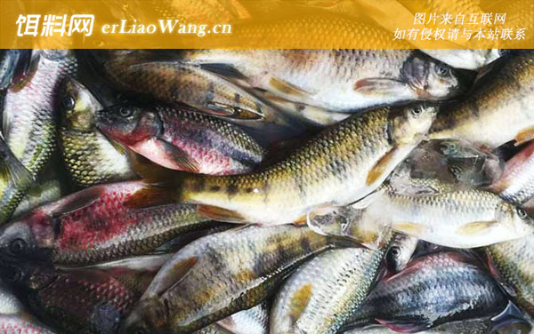 马口鱼:分布范围