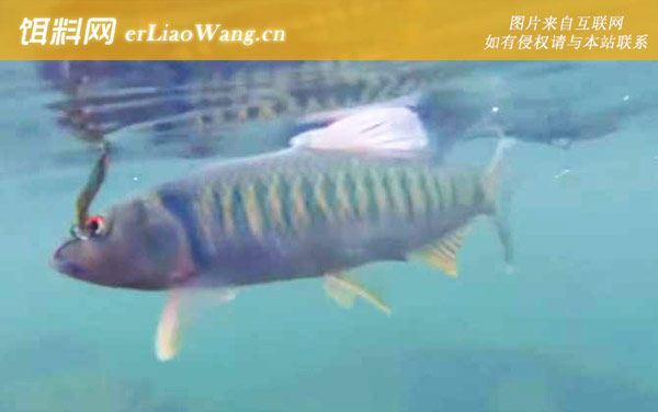 马口鱼:生活习性