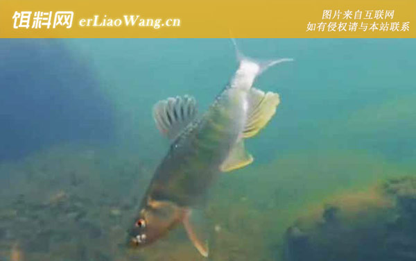 马口鱼:摄食习性