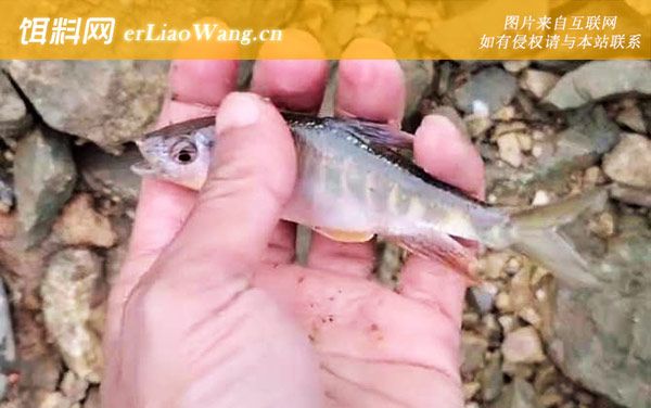 马口鱼:生活习性