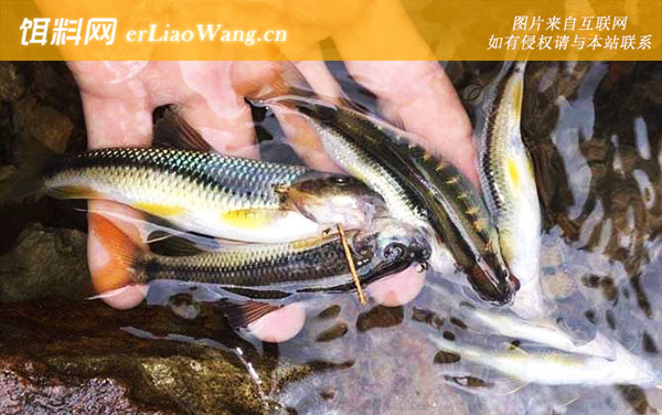 马口鱼:相似物种