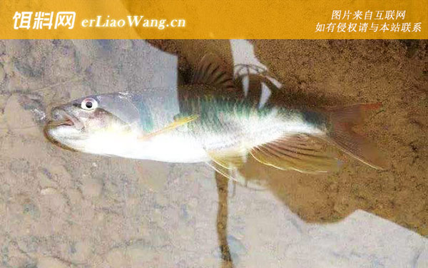 溪哥鱼:摄食习性