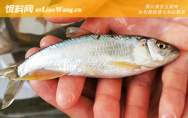 马口鱼:栖息环境