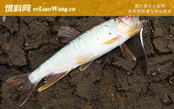 马口鱼:饵料选用