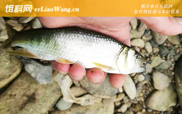 路亚马口鱼:作钓技巧