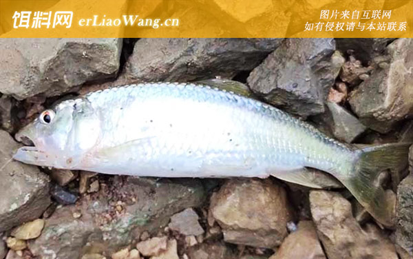 马口鱼:钓点选择