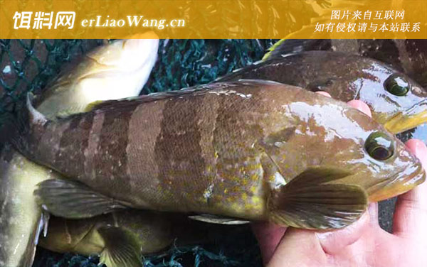 石斑鱼:分布范围