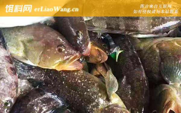 石斑鱼:代表物种