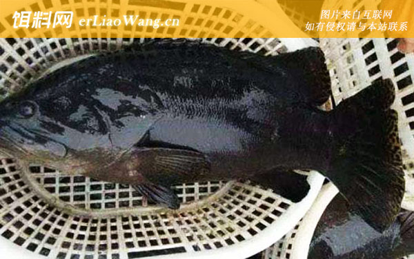 石斑鱼:营养价值