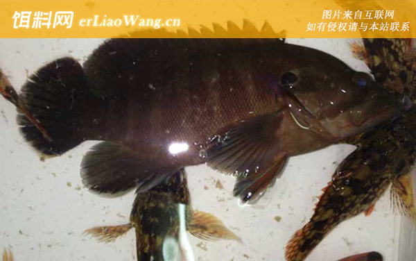 石斑鱼:对比论述