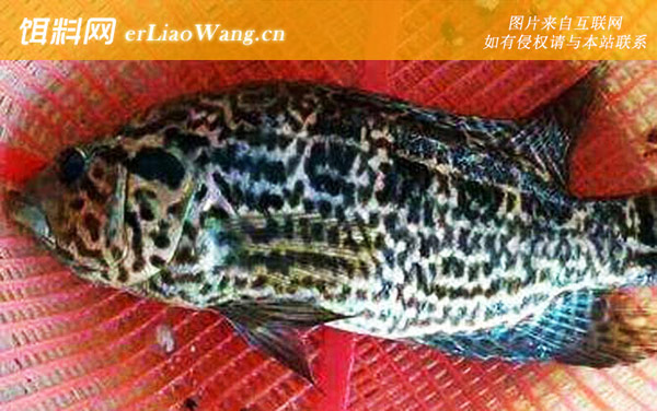 淡水石斑鱼:分布范围