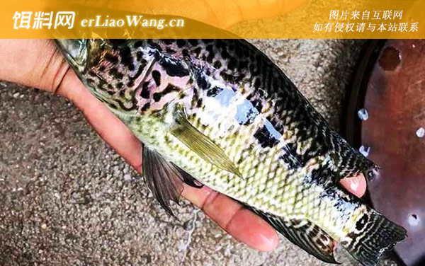 淡水石斑鱼:生活习性