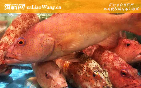 红星石斑鱼:分布范围