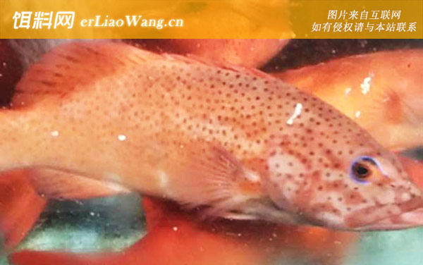 红星石斑鱼:生活习性