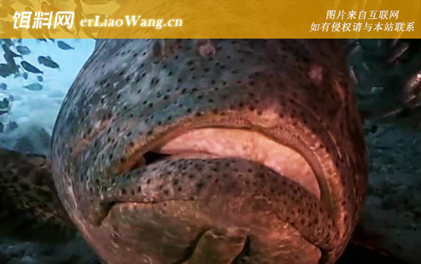 巨型石斑鱼:形态特征