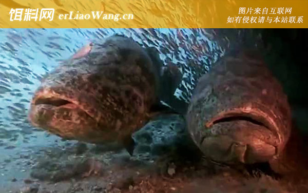 巨型石斑鱼:生活习性