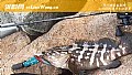 钓石斑鱼的技巧和方法