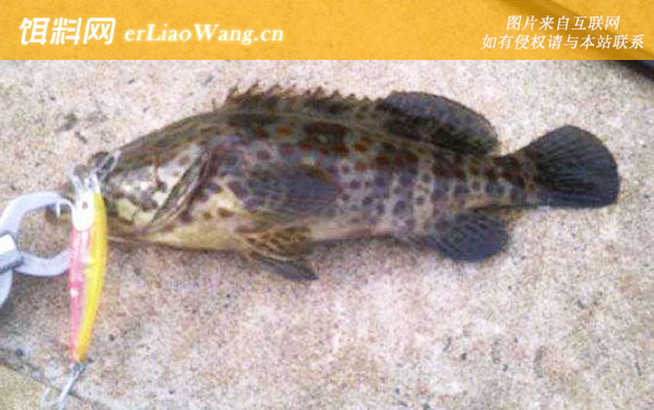 钓石斑鱼:钓具搭配