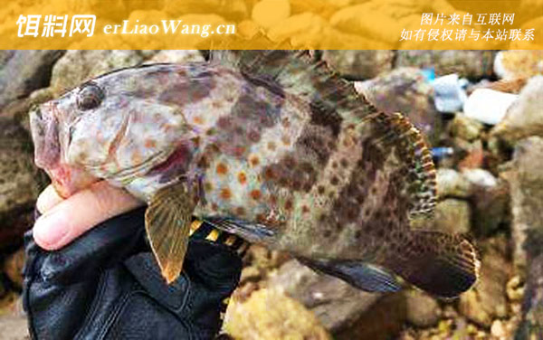 钓石斑鱼:钓点选择