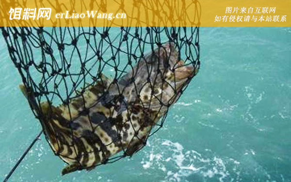 钓石斑鱼:饵料选用